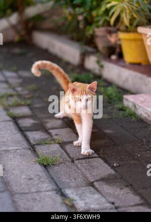 Un vivace gattino arancione e bianco che cammina con la coda eretta su un marciapiede lastricato nello storico Bandar Grissee a Gresik, Giava Orientale, Indonesia. Foto Stock