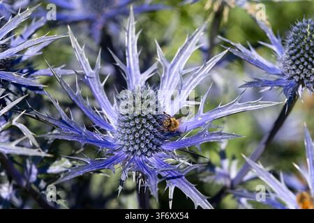 Eryngium planum e ape mellifera Foto Stock