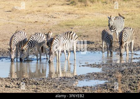 Branco di zebre di Burchell o zebre delle pianure (che beve ad una pozza d'acqua al tramonto, Limpopo, Sudafrica Foto Stock