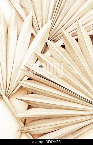 Primo piano di foglie di palma essiccate con fronde a ventaglio sovrapposte, composizione botanica astratta in toni caldi di beige e neutri. Flat lay. Vista dall'alto Foto Stock