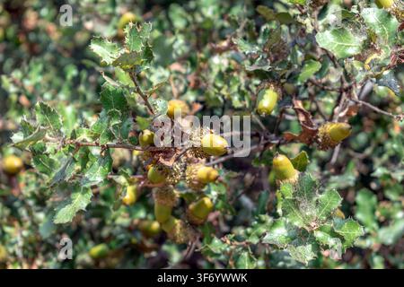 Ramo di Quercia Kermes, Quercus coccifera, che mostra ghiande mature e foglie spinose caratteristiche su una collina turca. Immagine botanica di alta qualità Foto Stock