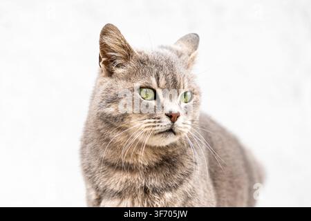 Ritratto ravvicinato di un gatto grigio e soffice con intensi occhi verdi che scruta in lontananza, rappresentando eleganza e grazia felina in un minimalismo pulito Foto Stock