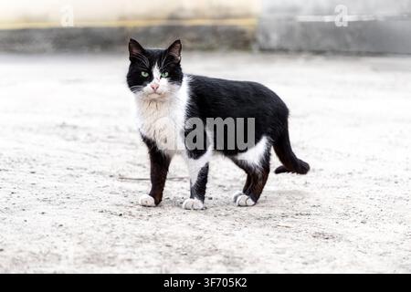 Gatto di strada con un caratteristico motivo di pelo bianco e nero e occhi verdi attenti in piedi su una superficie di ghiaia chiara, che cattura un momento tranquillo della natura con ironia Foto Stock