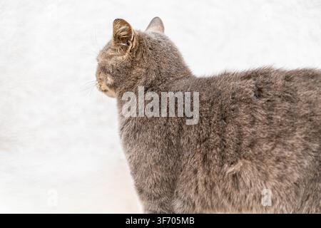 Prima vista laterale di un felino grigio e soffice che osserva qualcosa con concentrazione, mostrando texture delicate e baffi in un'estetica pulita che suggerisce Foto Stock