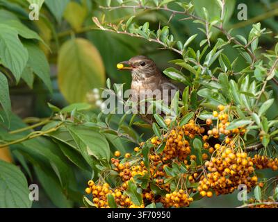 Merlo Turdus merula, femmina adulta che si nutre di bacca di pyracantha, The Wirral, Regno Unito, ottobre Foto Stock
