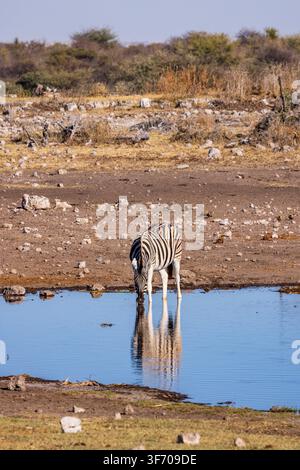 Una zebra della savana che beve a una pozza d'acqua nel Parco Nazionale di Etosha, Namibia, Africa Foto Stock