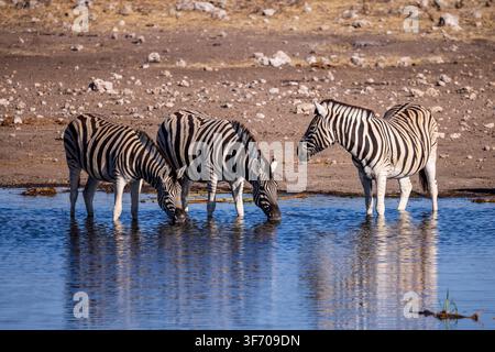 Zebre delle pianure che bevono in una pozza nel Parco Nazionale di Etosha, Namibia, Africa Foto Stock