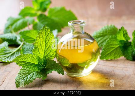 Olio essenziale di melissa citronata in una bottiglia di vetro con foglie di melissa fresche su tavolo di legno Foto Stock