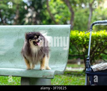 Simpatico Pomeraniano Nero e Marrone in piedi su una panchina del parco Foto Stock