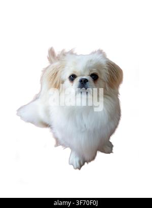 Simpatico cane pechinese bianco isolato su sfondo bianco che guarda l'obiettivo Foto Stock