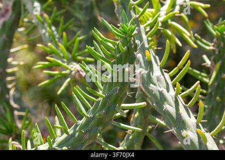 Cacto ago di Eva (Austrocylindropuntia subulata) con foglie verdi cilindriche e spine Foto Stock
