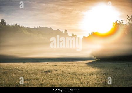 Paesaggio di prato dorato all'alba con luce solare brillante, nebbia mattutina bassa e foresta tranquilla sullo sfondo Foto Stock