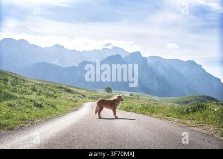 Nova Scotia Duck Tolling Retriever in piedi su una strada di montagna circondato da un paesaggio alpino verde e da drammatici picchi lontani Foto Stock