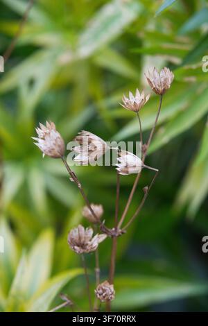 Fiori di Astrantia essiccati mostrano una bellezza scheletrica al Potters Fields Park, Londra, vicino al Tower Bridge, segnalando un silenzioso cambiamento stagionale. Foto Stock