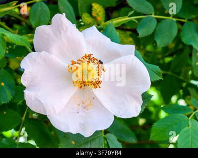 Rosa bianca con centro giallo. Piccola ape sul fiore. Foglie verdi intorno Foto Stock