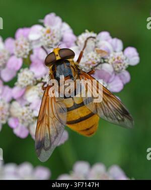 Enorme mosca volante, Volucella inanis, sull'Achillea Foto Stock