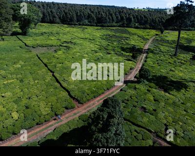 Vista aerea di una lussureggiante piantagione di tè verde con un sentiero sterrato che si snoda tra i cespugli e una persona che cammina lungo il sentiero a Limuru, contea di Kiambu Foto Stock