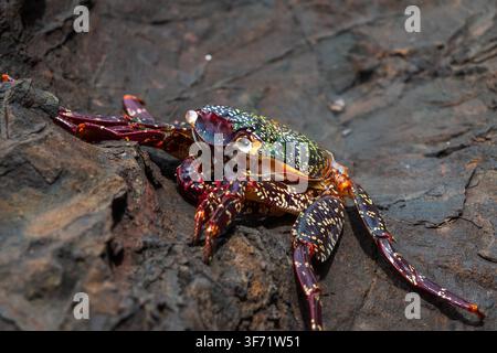 Un macroscopio ravvicinato rivela gli intricati motivi viola, verdi e dorati sul guscio di un granchio mentre si aggrappa alla roccia vulcanica. Foto Stock