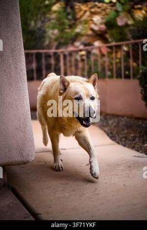 Un cane di colore chiaro cammina verso la fotocamera su un patio illuminato dal sole accanto a una colonna in stucco e una ringhiera metallica. Foto Stock