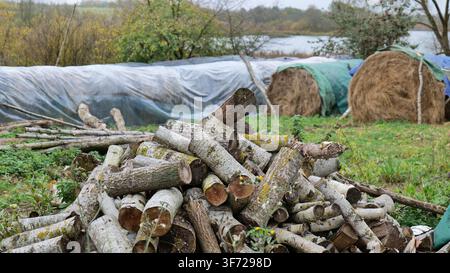 Mucchio di legna da ardere preparato per l'inverno sull'erba Foto Stock