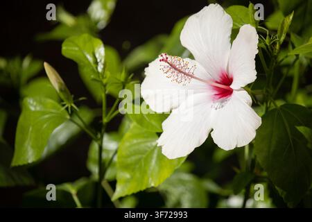 Primo piano di fiori di ibisco bianchi (Hibiscus rosa-sinensis) in fiore con evidenti stami rossi e gialli su uno sfondo scuro Foto Stock