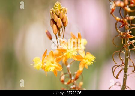 Primo piano di Bulbine frutescens (bulbine a gambo) in fiore con fiori a forma di stella arancione e gialli vivaci, stami piumosi Foto Stock