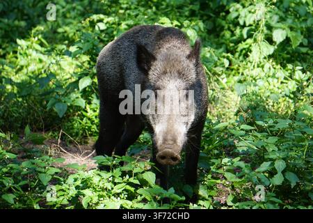 Immagine frontale di una cagna di cinghiale eurasiatico (Sus scrofa), nascosta tra i cespugli del Tegeler Forst, una foresta a Berlino, Germania Foto Stock
