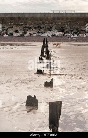 Un cane si gode una passeggiata giocosa con il suo giocattolo oltre le groyne storiche di Blue Anchor Beach, nel Somerset, catturando un momento di divertimento sul mare. Foto Stock