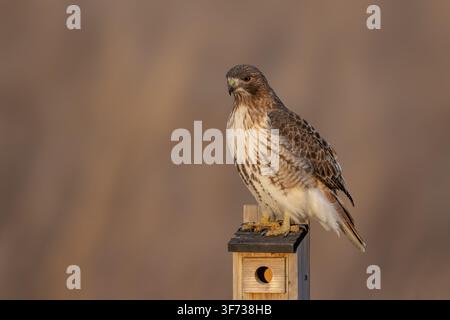 Falco dalla coda rossa adulto appollaiato su un palo di legno in una prateria invernale, in attesa della preda nel suo habitat naturale. Foto Stock