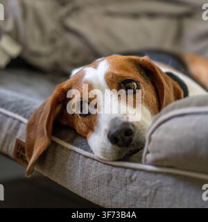 Un beagle marrone e bianco appoggia la testa su un morbido lettino per animali, guardando dolcemente con occhi marroni gentili. Foto Stock