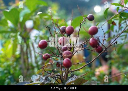 Grappolo di bacche rosse immature che crescono su un piccolo cespuglio in un ambiente naturale all'aperto con una vegetazione sfocata sullo sfondo. Foto Stock