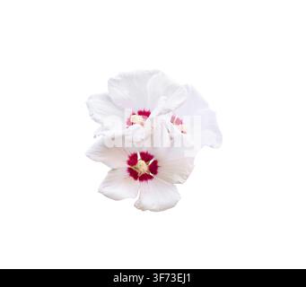 Vista ravvicinata di un fiore di Hibiscus syriacus bianco con centro magenta intenso e stimmi prominenti isolati su sfondo bianco Foto Stock