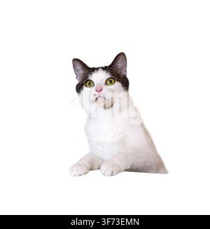 Scatto in studio all'altezza degli occhi di un gatto bianco con macchie tabby marroni e occhi giallo-verdi seduto e che guarda la fotocamera, ritaglio isolato su sfondo trasparente Foto Stock