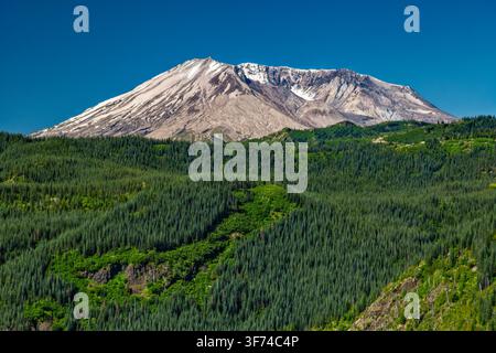 Monte Saint Helens, vista da Bear Meadow, Forest Road 99, Catena delle Cascate, Foresta Nazionale di Gifford Pinchot, Stato di Washington, USA Foto Stock