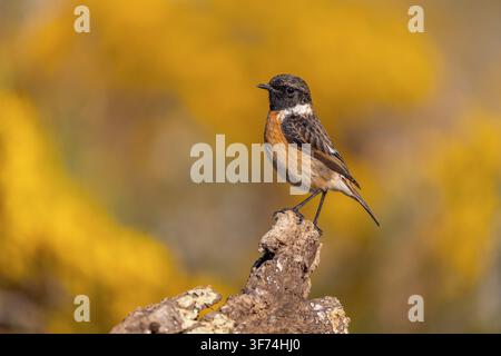 Saxicola rubicola; Maschio; Sfondo di fiori di ginestra; Regno Unito Foto Stock