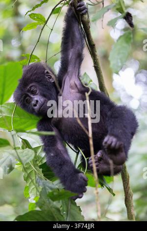 Incontro di trekking con un giovane gorilla di montagna seduto con grazia su un ramo nella lussureggiante Foresta Nazionale di Bwindi, Uganda. Foto Stock