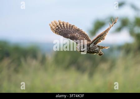 Piccola civetta in volo, Athene noctua, Bulgaria Foto Stock