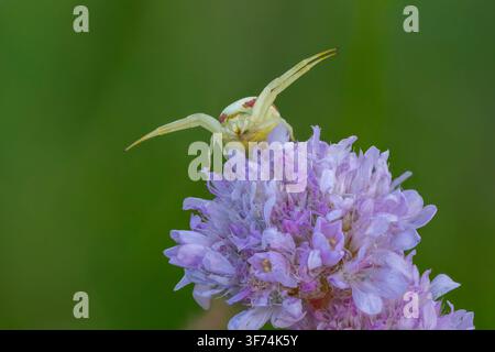 Ragno granchio della verga d’oro, Misumena vatia, Bulgaria Foto Stock