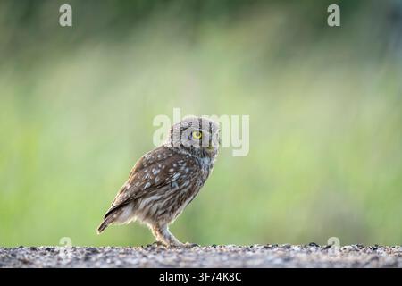 Piccola civetta, Athene noctua, Bulgaria Foto Stock