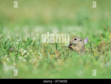 Souslik che mangia una mora, Scoiattolo terraguolo europeo, Spermophilus citellus, Bulgaria Foto Stock