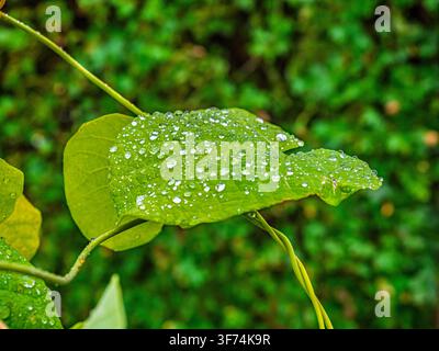 Foglia verde fresca ricoperta da numerose gocce d'acqua a Coesfeld, Germania Foto Stock