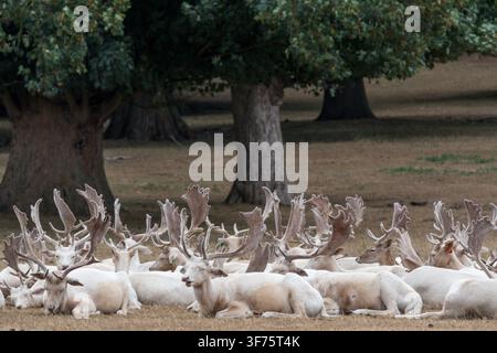 Stracci dalla mandria di daini bianchi nel parco dei cervi di Houghton Hall, Norfolk. Foto Stock