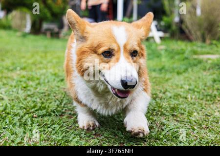 Corgi gallese che corre sull'erba verde a Da Lat, Vietnam Foto Stock