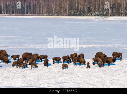 Grande mandria di bisonti europei, tra cui molti animali adulti e giovani vitelli, pasce su un campo coperto di neve durante l'inverno a Hajnowka - Gmina -  Foto Stock
