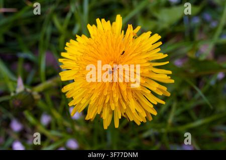 Un fiore giallo si erge alto tra l'erba verde e piccole piante in una giornata di primavera soleggiata. Il suo colore brillante attira gli impollinatori nelle vicinanze. Foto Stock