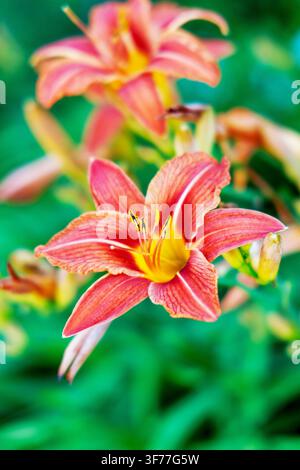Scatto verticale con messa a fuoco selettiva di un fiore di eliotropo arancione vivace in piena fioritura davanti a un morbido fogliame verde del giardino Foto Stock