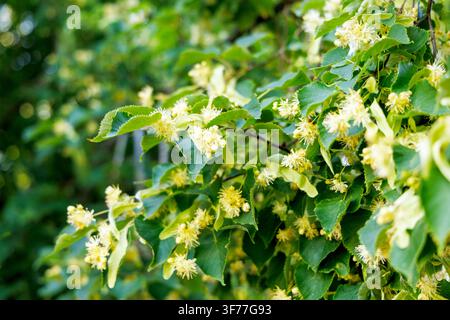 Vista ravvicinata delle foglie di tiglio e delle delicate fiori gialli che sbocciano su un ramo illuminato dal sole in estate. Foto Stock