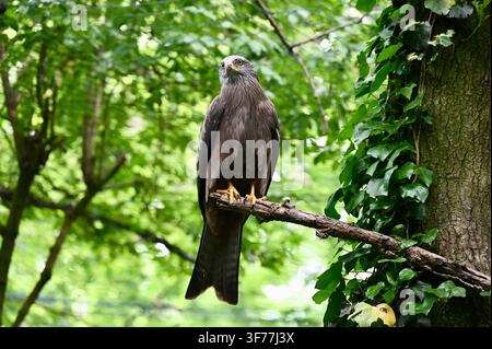 Una fotografia orizzontale di un nibbio nero (Milvus migrans) con piumaggio marrone scuro e zampe gialle, appollaiato vigile su un ramo di legno tra una vegetazione rigogliosa di alberi e tronchi ricoperti di edera in una foresta. Foto Stock