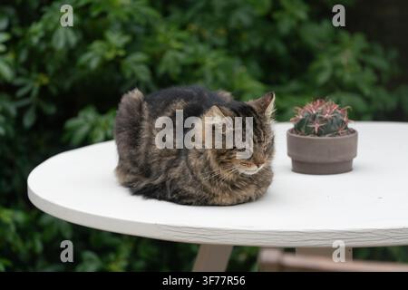 Un gatto tigrato peloso si gode un pacifico pisolino su un tavolo da giardino bianco accanto a un piccolo cactus in vaso in un tranquillo contesto di cortile. Foto Stock
