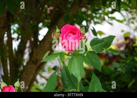 Un collage di varie rose vibranti in magenta, rosa chiaro e rosso, con gocce d'acqua su petali e foglie in un ambientazione da giardino. Foto Stock